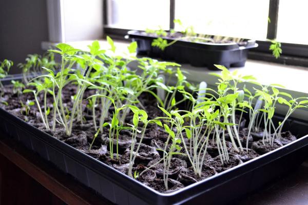 seeding cultivation seeding cultivation