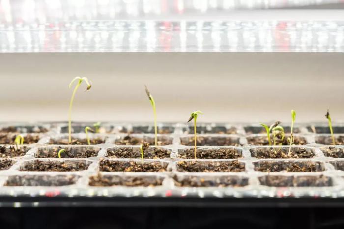 seeding grow lights seeding grow lights