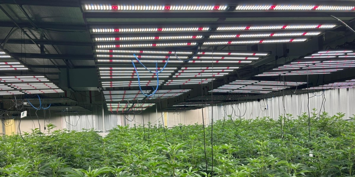 moludar LED grow lights.jpg